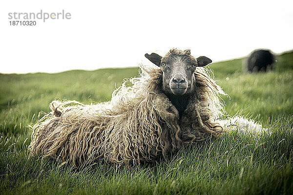Nahaufnahme einzelner Schafe auf Gras  Färöer-Inseln  Dänemark  Europa