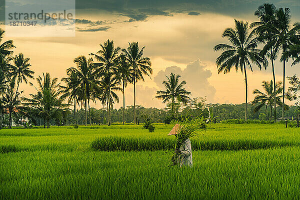 Ansicht eines Balinesen mit einem typischen konischen Hut bei der Arbeit in den Reisfeldern  Sidemen  Kabupaten Karangasem  Bali  Indonesien  Südostasien  Asien