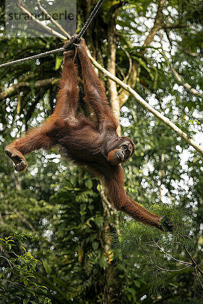 Orang-Utan im Semenggoh Wildlife Rehabilitation Center  Sarawak  Borneo  Malaysia  Südostasien  Asien