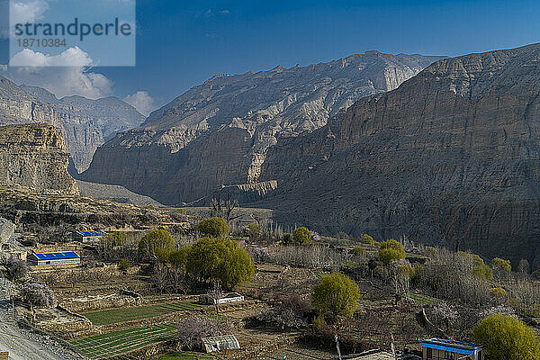 Apfelbäume  Königreich Mustang  Himalaya  Nepal  Asien