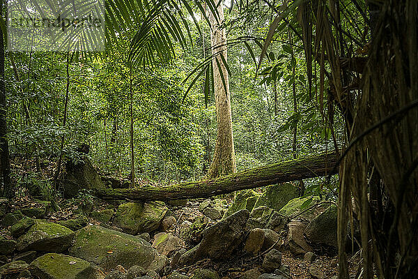 Regenwald  Santubong  Sarawak  Borneo  Malaysia  Südostasien  Asien