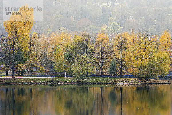 Spiegelungen bunter Bäume auf der Schützeninsel (Strelecky ostrov) an der Moldau im Herbst  Prag  Tschechische Republik (Tschechien)  Europa