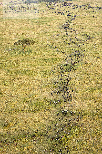 Eine Luftaufnahme der Gnuwanderung  Serengeti-Nationalpark  Tansania.