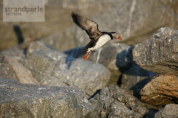 Papageitaucher (Fratercula arctica)  die Hauptattraktion auf Eastern Egg Rock Island  Maine.