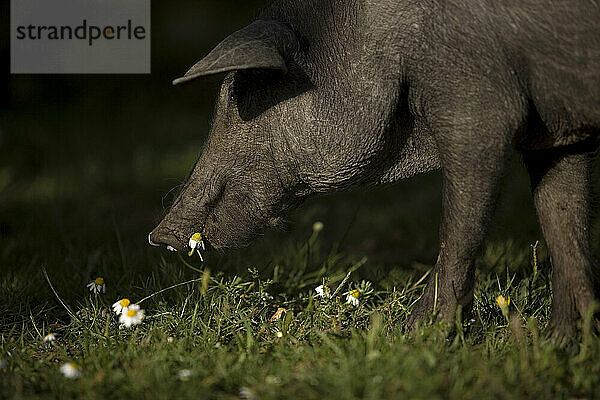 Ein spanisches iberisches Schwein  die Quelle des Iberico-Schinkens Pata Negra  grast auf einem Gänseblümchenfeld.