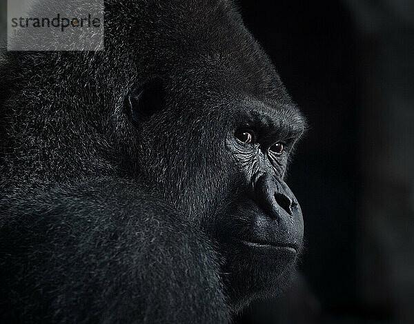 Kopf und Gesicht des afrikanischen Gorillas