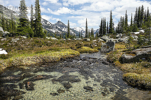 Ein Bach fließt durch eine alpine Bergwiese in British Columbia.