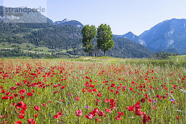 Kapelle Song Mang (Kirche)  umgeben von Mohnblumen  Bonaduz  Schweiz