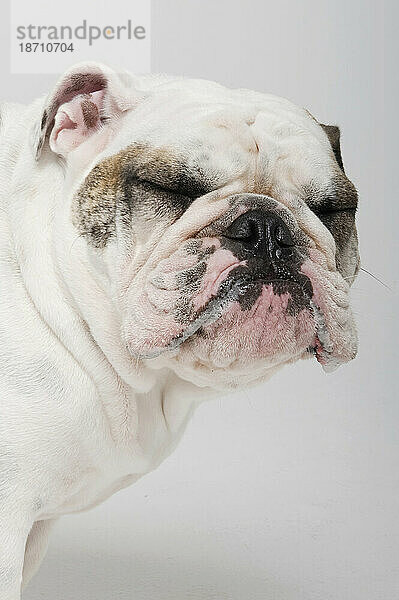 Eine weiß-braune Bulldogge kneift verärgert die Augen zusammen.