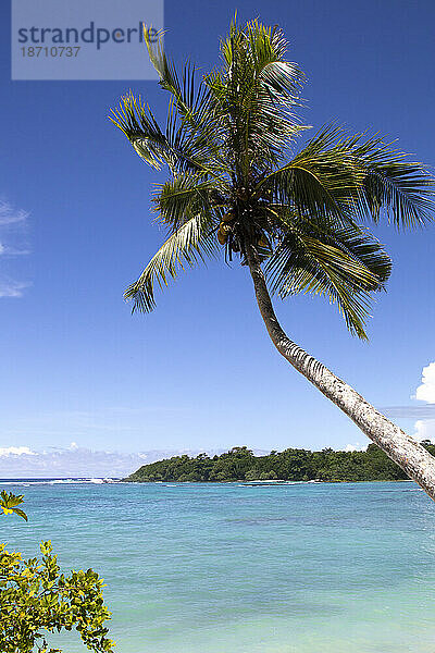Einzelne Palme beugt sich über das tropisch blaue Wasser von Samoa