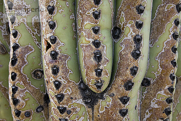 Detail eines Saguaro-Kaktus