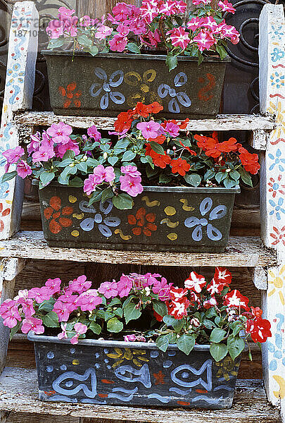 Bemalte Holzstufen mit bunten Topfpflanzen und Blumen.