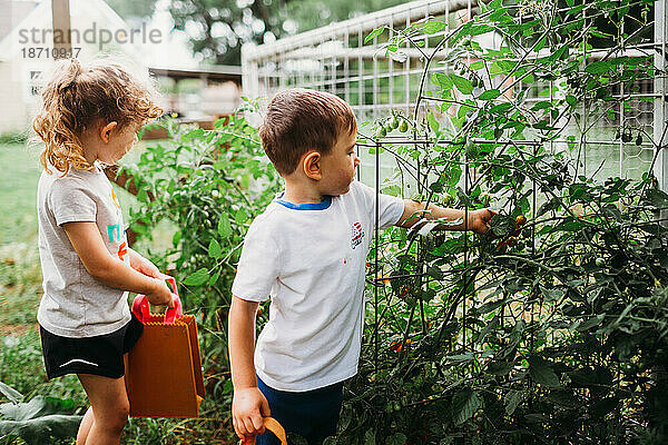 Junge und Mädchen pflücken gemeinsam Tomaten