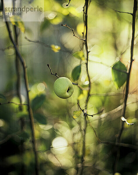 Kleiner Apfel am Baum.