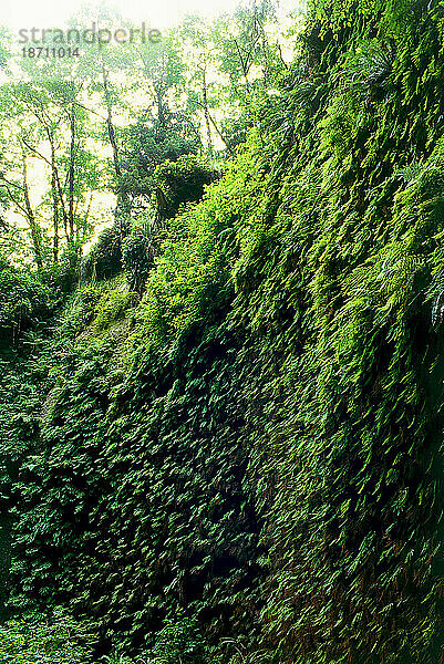 Fern-Canyon-Nationalpark