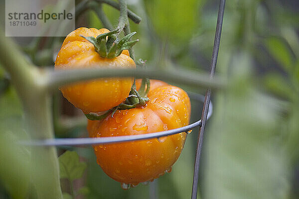 Zwei Bio-Tomaten tropfen mit Wasser an einer Weinrebe in einem Hausgarten in Seattle  Washington.