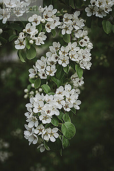 Weiße Blüten und Knospen an einem Baum  der im Frühling blüht.