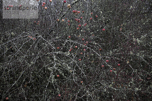 Rote Äpfel verfaulen an einem Baum in einem Wintergarten in der Nähe von Vancouver  Washington.