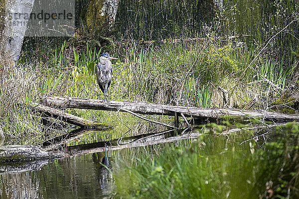 Großer schöner Vogel auf einem Baum