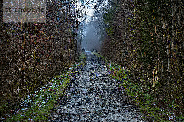 Schmale Straße an einem Wald in der Nähe von Innsbruck / Österreich