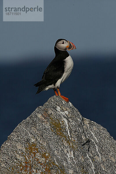 Papageitaucher (Fratercula arctica)  die Hauptattraktion auf Eastern Egg Rock Island  Maine.