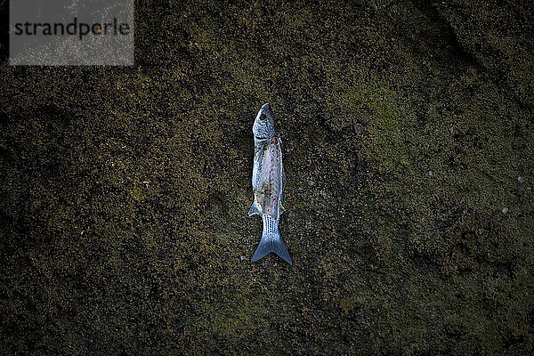 Ein toter Atlantischer Makrelenfisch liegt auf einem Felsen in Cadiz  Andalusien  Spanien.