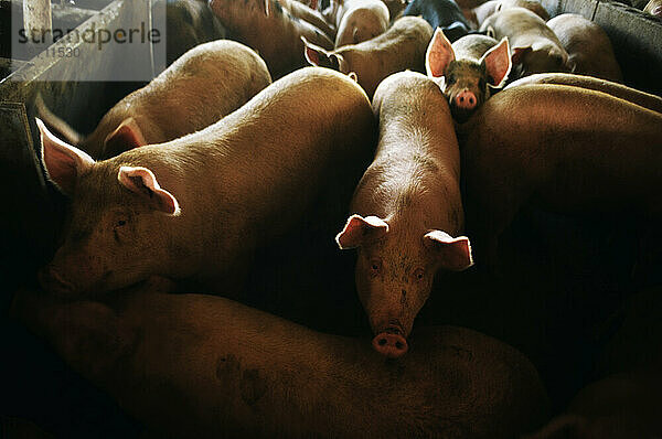 Viele Schweine drängten sich in kleinen Ställen in einer Schweinefarm in North Carolina  was auf Probleme und Bedenken bei der großflächigen Schweinehaltung zurückzuführen ist.