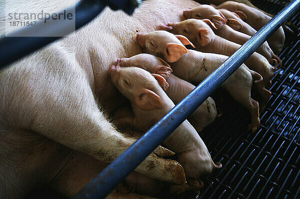Eine Schweinemutter säugt ihre Babys in einem kleinen Stall auf einer Schweinefarm in North Carolina  was auf die Probleme der großflächigen Schweinehaltung zurückzuführen ist.