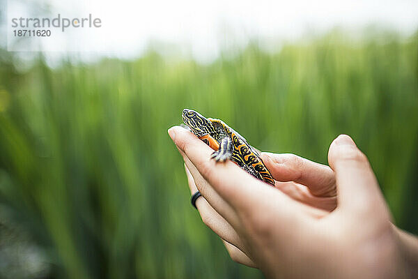 Seitenansicht eines Biologen  der eine Western Painted Turtle hält