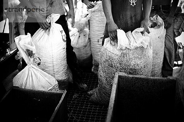Hände von Arbeitern  die Säcke voller Bohnen in einer Kaffeefabrik in Chiapas  Mexiko halten (schwarz und weiß)