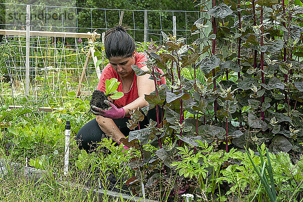 Mittellange Ansicht einer Frau  die in ihrem Gemüsegarten im Hinterhof arbeitet.