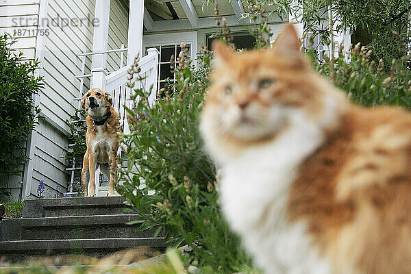 Eine Katze und ein Hund blicken von der Treppe und der Veranda eines Hauses in Phinney Ridge  Seattle  Washington  auf die Straße.