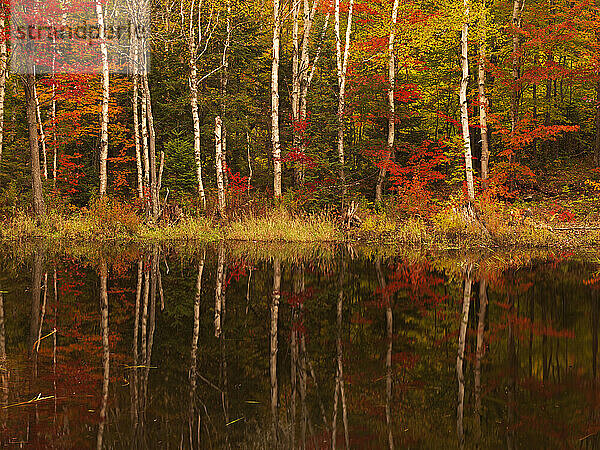 Herbstlaub  unterbrochen von weißen Birkenstämmen (Betula papyrifera)  spiegelt sich in der Jerome Brook-Entwässerung an der Log Falls Dam Road in Carrying Place Township im Westen von Maine wider.