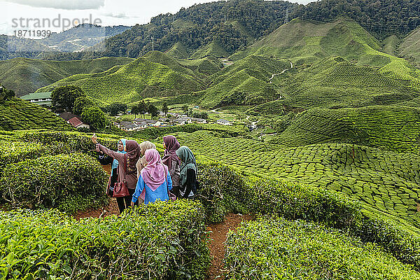 Junge Frauen bei der Teebereitung  Cameron Highlands  Malaysia