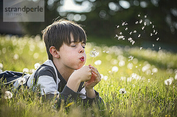 Kleiner Junge liegt auf dem Gras und bläst Samen von einer Löwenzahnblüte.