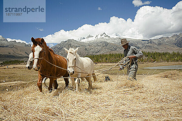 Ein Mann mit Pferden an der Quebrada Ishinca  Cordillera Blanca  Peru.