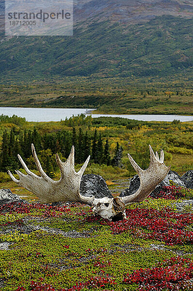 Schuppen-Elchgeweihe liegen in der Tundra im Katmai-Nationalpark  AK