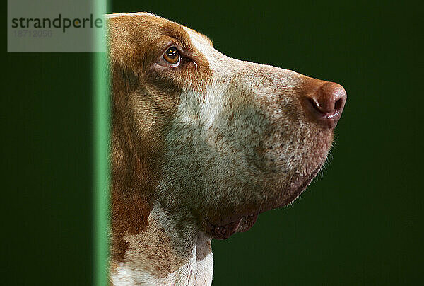 Ein Hund (Bracco Italiano) beobachtet Passanten auf der Hundeausstellung DFS Crufts im National Exhibition Centre  Birmingham  England  Großbritannien  am 7. März 2009.