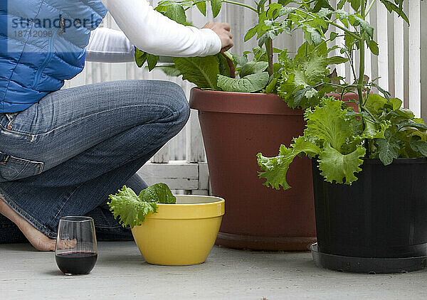 Eine Frau pflückt frischen grünen Salat aus ihrem Garten.
