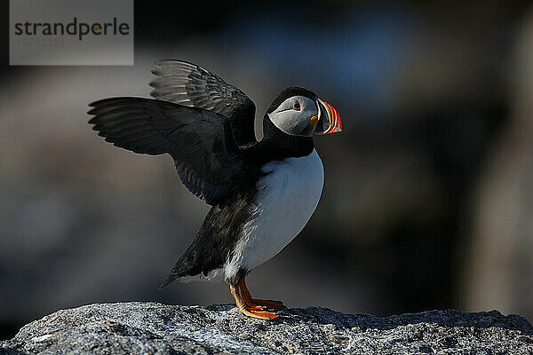 Papageitaucher (Fratercula arctica)  die Hauptattraktion auf Eastern Egg Rock Island  Maine.