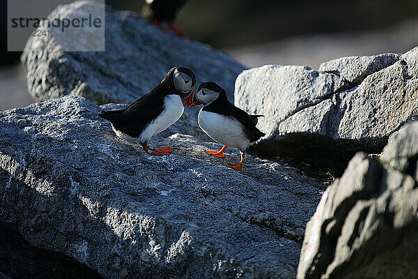 Papageitaucher  Fratercula arctica  die Hauptattraktion auf Eastern Egg Rock Island  Maine.