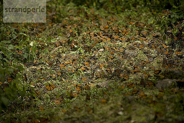 Monarchfalter (Danaus plexippus) bedecken den Boden im Cerro Pelon-Schutzgebiet für Monarchfalter in der Nähe des Dorfes Capulin im mexikanischen Bundesstaat Mexiko