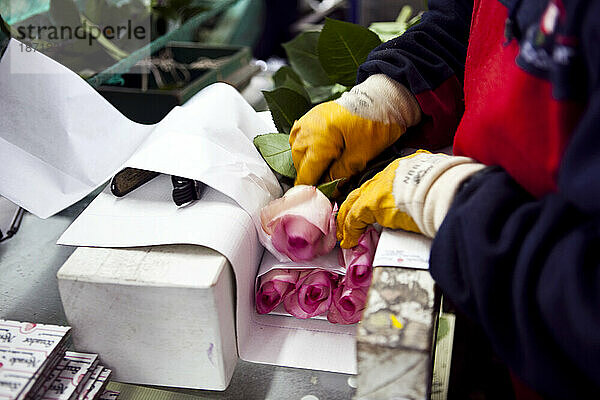Eine Blumenarbeiterin bereitet Fair-Trade-zertifizierte Rosen für den Versand auf der Nevado-Rose-Farm in Latacunga  Ecuador  vor.