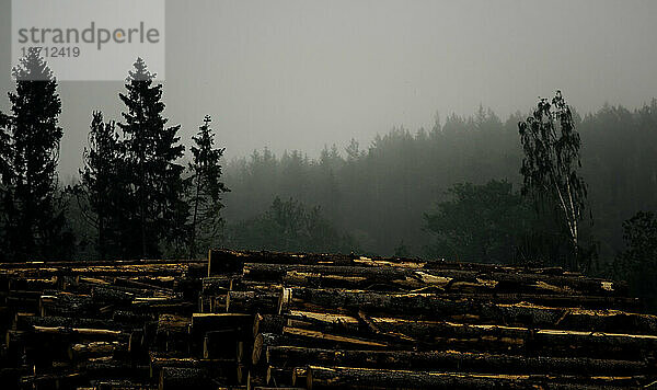 Ein Stapel Baumstämme in einem Wald im Regen und Nebel