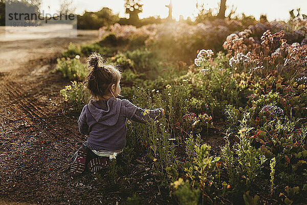 Von hinten beleuchtetes Bild des Rückens eines kleinen Mädchens  das im Blumenfeld spielt