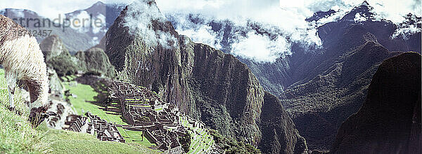 Panorama von Alpakas  die vor den Inkaruinen von Machu Picchu grasen