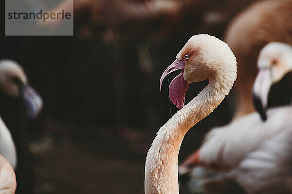 Seitenansicht von Flamingo