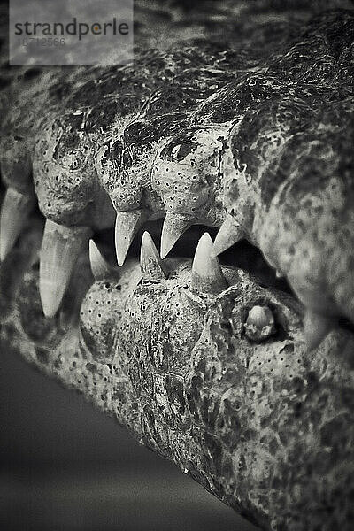 Nahaufnahme des Cocodrile-Munds in Schwarzweiß mit Zahndetails