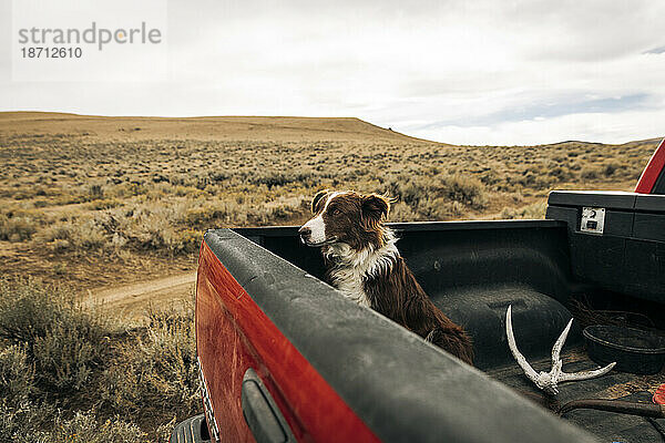 Border-Collie-Hund im hinteren Bett eines roten Pickups auf der Ranch