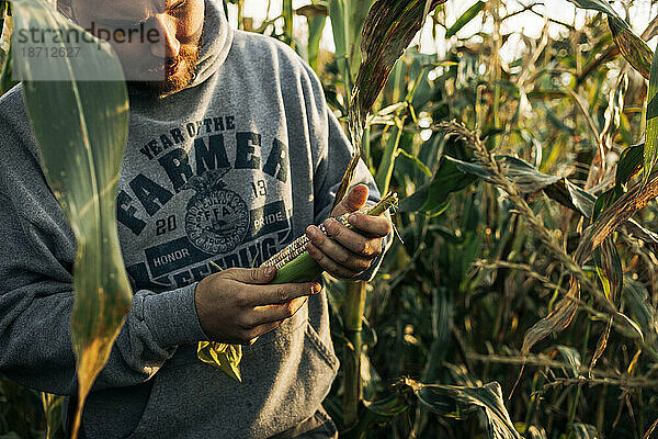 Bauer kontrolliert die Maisernte bei Sonnenuntergang im Feld mit Maisstängeln